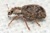 Polydrusus sp.